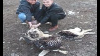 Pack of Wolves Killed Kangal Dogs & Sheep Flock  in Turkey!!!