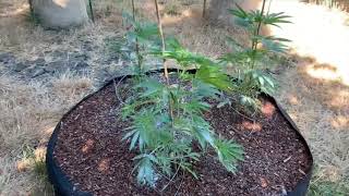 July update S/o Kali Grown buds