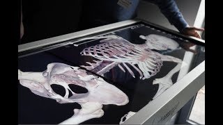 Digital virtual dissection table from Anatomage at University Centre Reaseheath
