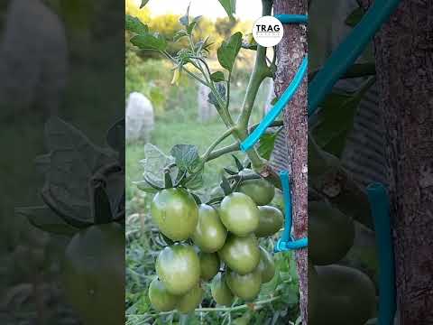 Video: Započinjanje biljnog vrta: Kako zasaditi biljni vrt