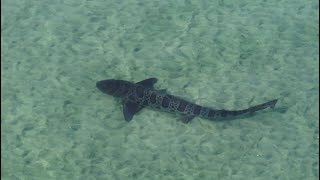 Drone video of leopard sharks in shallow water in California