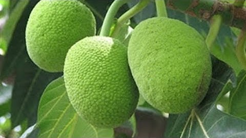 Bán Cây Sa Kê Xanh Mướt