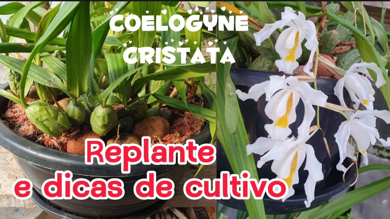 Orquidea Coelogyne Cristata,  replante e dicas de cultivo!