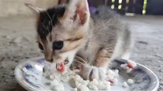 Kitten Eat His First Food by Animals Love 1,120 views 5 years ago 2 minutes, 15 seconds