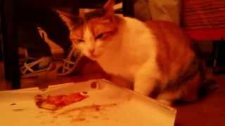 CRAZY CAT EAT PIZZA AND VERY RUDE COMMENTS!!! MUST SEE! OMG OMG