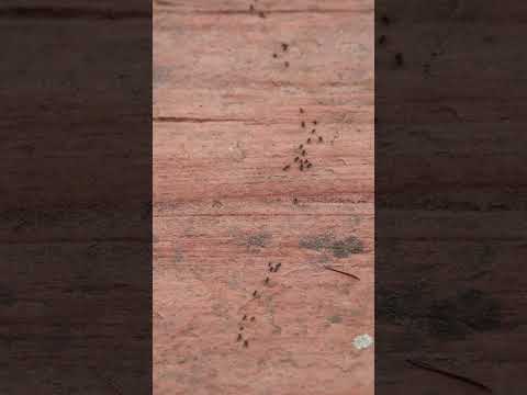 Stock Video - Vertical view of black ants moving over the sandstone