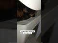 escaminha ronca de olho aberto