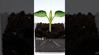 $1 Seed To $5000 Harvest #shorts