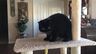 Black Exotic Shorthair Female Kitten