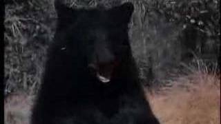 Bear vs -