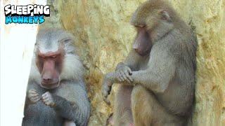 Interesting Monkey Family Interacting With Each Other