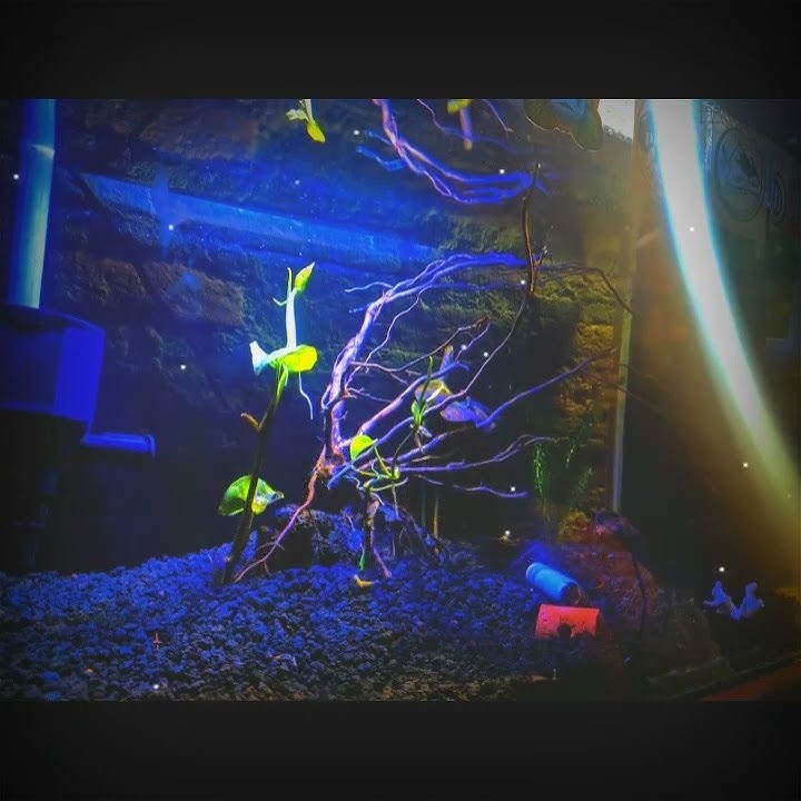 al kaunu 30 detik ||terbaru #sholawat #story #viral #alkaunu #terbaru #aesthetic