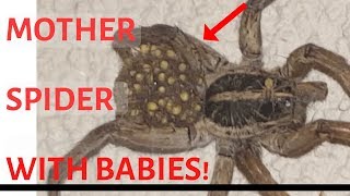 Huge Mother Spider With Baby Spiders Crawling All Over Its Back! - Scary Wolf Spider by Muziq The Cat 2,726 views 5 years ago 1 minute, 34 seconds
