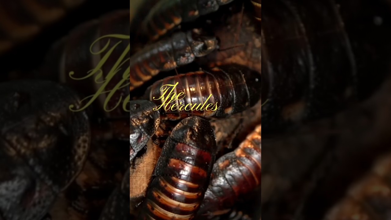 Top 5 Scariest Beetles You’ll Wish You Never Saw 👀🐞”