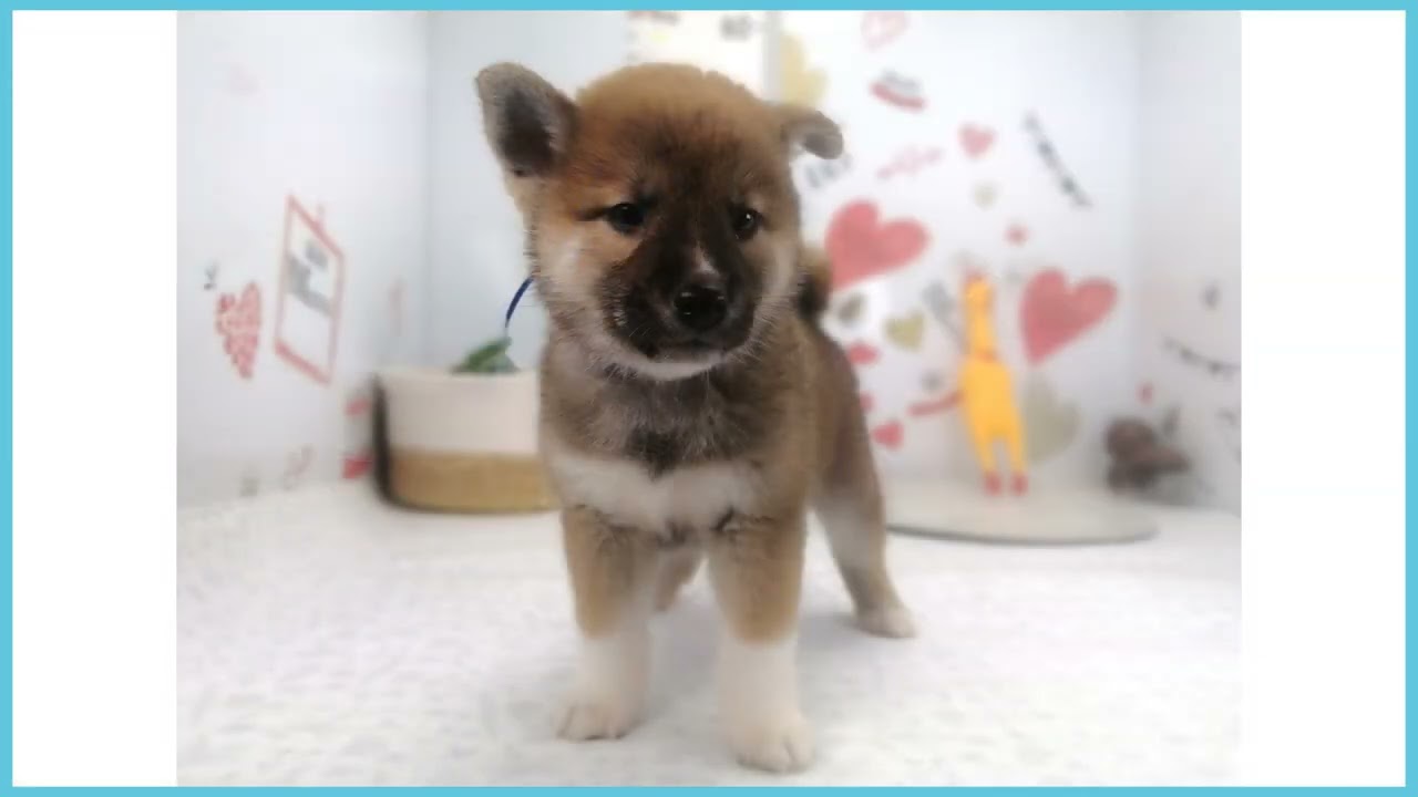 ペットショップCoo&RIKU No.00715417 柴犬 - YouTube