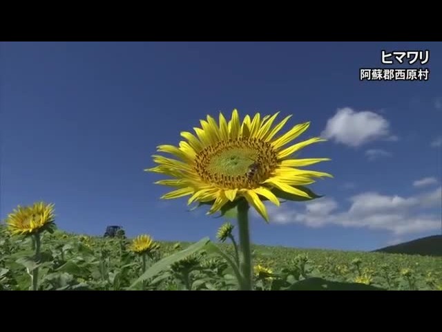 Striking against the blue sky, so beautiful