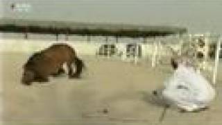 The Loyalty of Arabian Horses (Desert Kings) خيول البدو