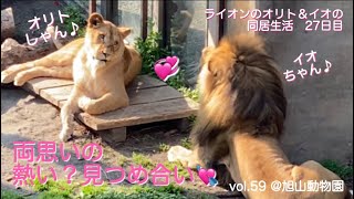 ライオンのオリトとイオの初々しい夫婦生活⁈見つめ合う2頭@旭山動物園vol.59/Lion Orito and Io's innocent married life?!