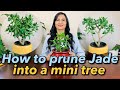 How to Prune & Shape A Jade plant Into A Mini Tree | Step By Step Guide | Tips & Tricks