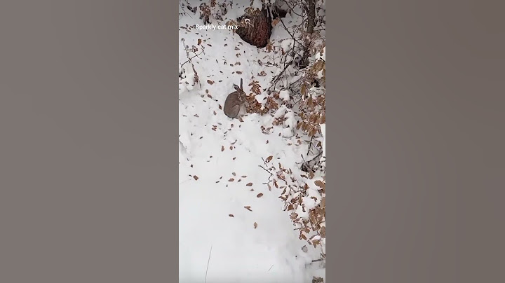 The wild rabbit chose the wrong direction