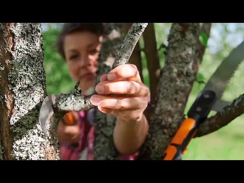 Video: Ruukkukirsikkapuiden hoito – Kirsikkapuiden kasvattaminen astioissa