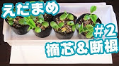 枝豆の育て方4つのコツ 開花前の摘芯 土寄せ 水やりなど 育て方の基本とコツ 家庭菜園やプランター栽培にもおすすめ Youtube