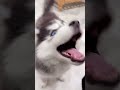 Puppy Protects Kitten from Vacuum Cleaner 😭❤️ #cutepuppy #dogshorts #tinypaws