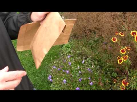 Video: Kuidas Tellida Seemneid Posti Teel