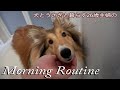 犬とうさぎと暮らす26歳主婦のモーニングルーティン【Morning Routine】