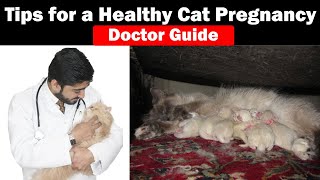 Pregnant Cat Care Tips | In Urdu | Caring of Pregnant Mother Cat || Vet Furqan  || Animalia Dot Pk