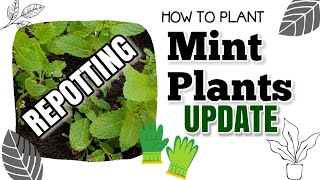 CONTAINER GARDENING: HOW TO REPOT MINT PLANT AND UPDATE JULY 2020