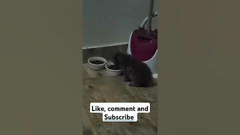 Video 7477301: kitten maine coon meow, cute maine coon kitten, baby maine coon kitten, funny maine coon kitten, cat kitten cute