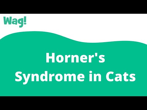 बिल्लियों में हॉर्नर सिंड्रोम | वैग!