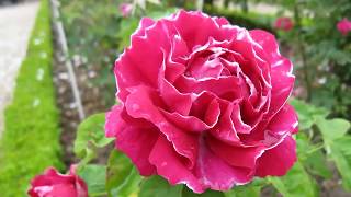 rose romantic nice morning flowers whatsapp