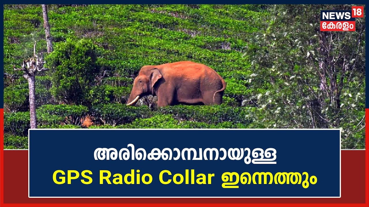 Mission Arikomban അരിക്കൊമ്പനായുള്ള GPS Radio Collar ഇന്നെത്തും