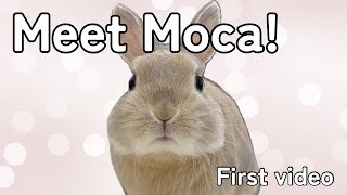 Meet Moca the Bunny: My First Fluffy Adventure Begins! 🐰 