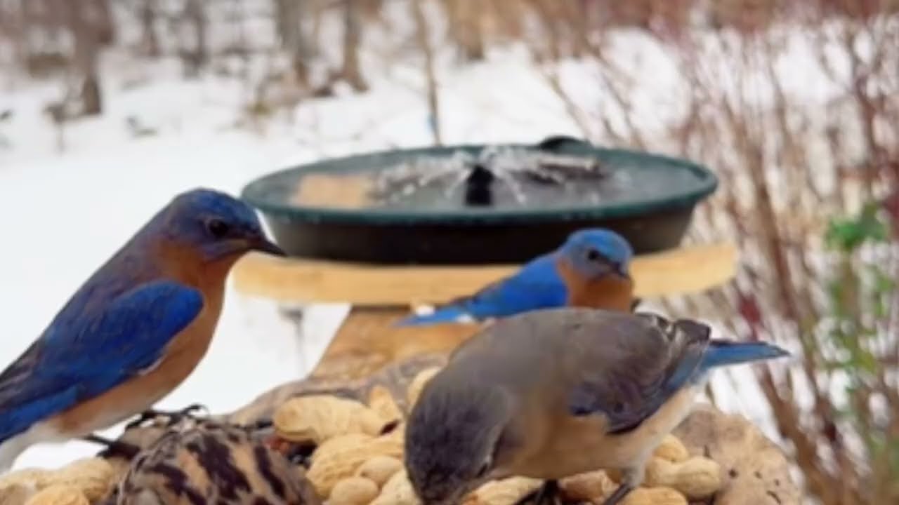 3 Horas de Muchas Aves Comiendo en el Jardín 🐦 Sonidos Naturales