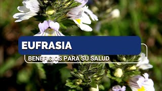 Eufrasia