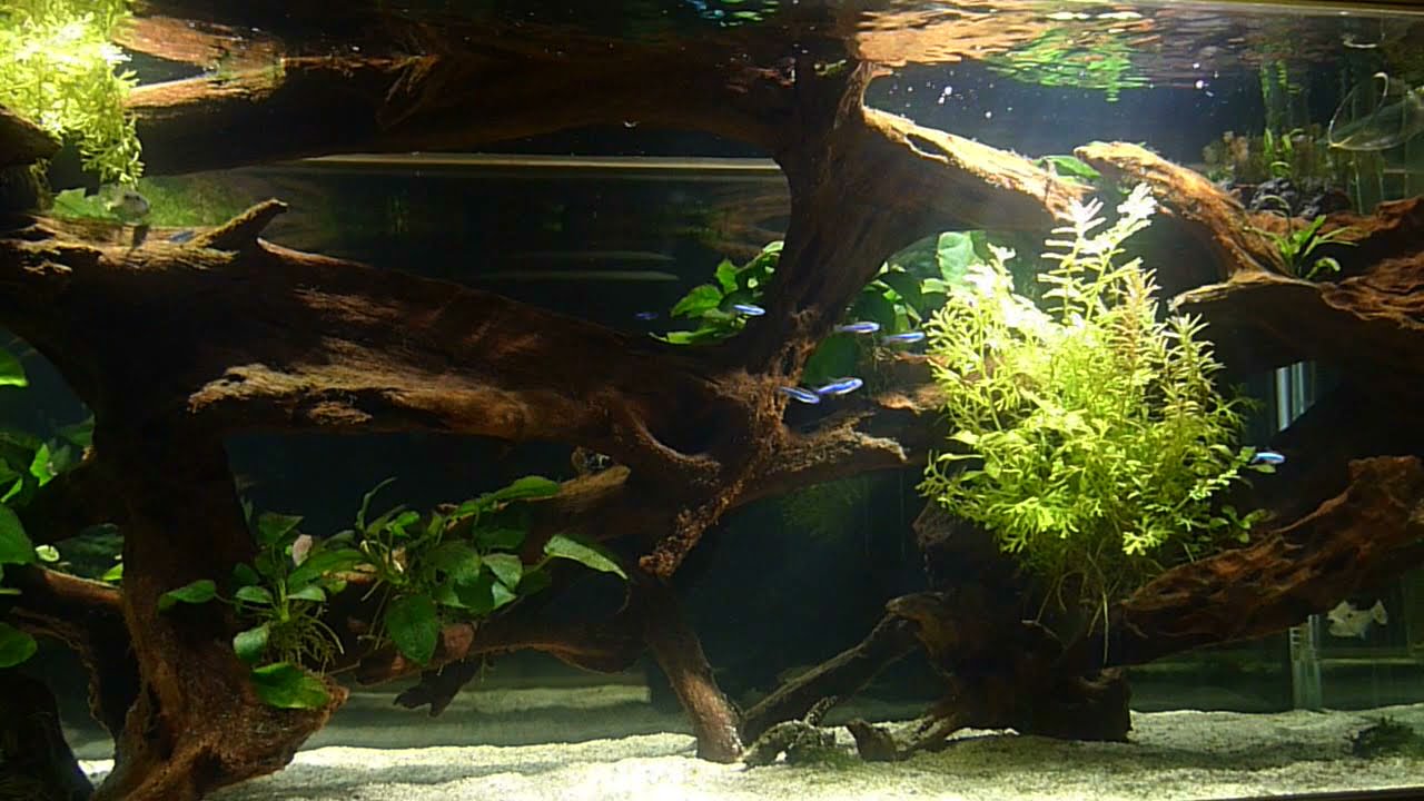 1センチ水槽表 Youtube