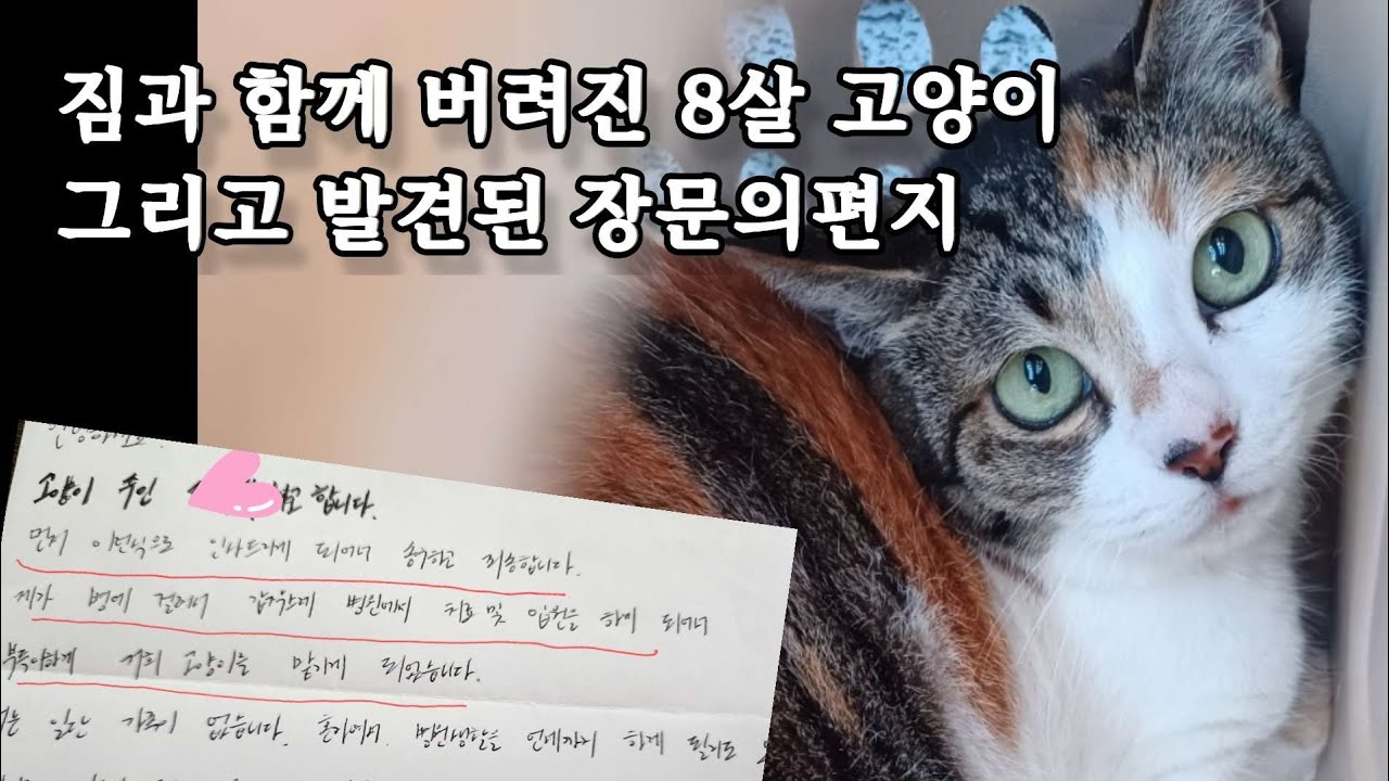 장문의 편지속 사연과 함께 버려진 8살 고양이 별이[몰아보기]1년의 시간