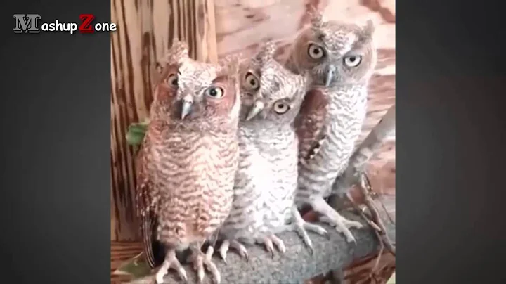 Owl   A Funny Owls And Cute Owls Compilation    NEW