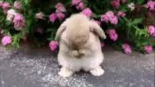 # komedi lucu # hewan lucu  gif hewan lucu 