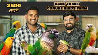 ₹2500 ரூபாய் முதல் Hand Tamed Conure Birds | Sales | All South India Delivery