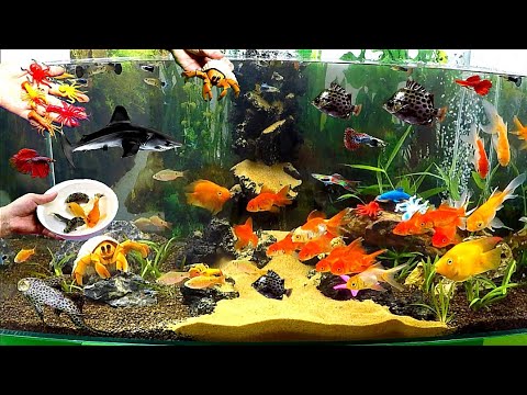 Vídeo: Peixos Vela