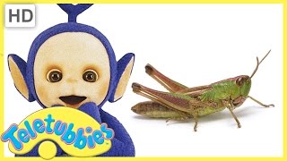 Teletubbies Full Episode - Grhopper Episode 309