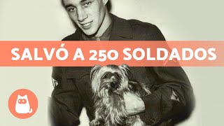 La PERRITA que se convirtió en HEROÍNA