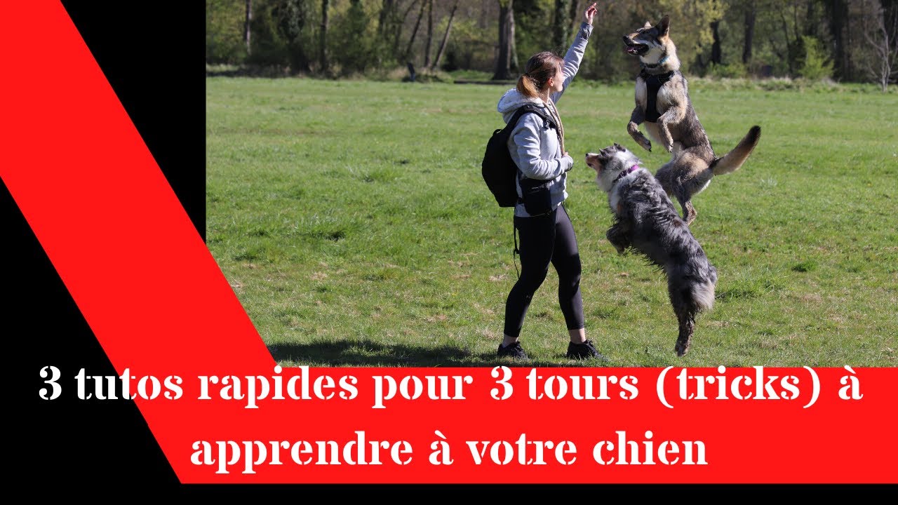 tours tricks chien