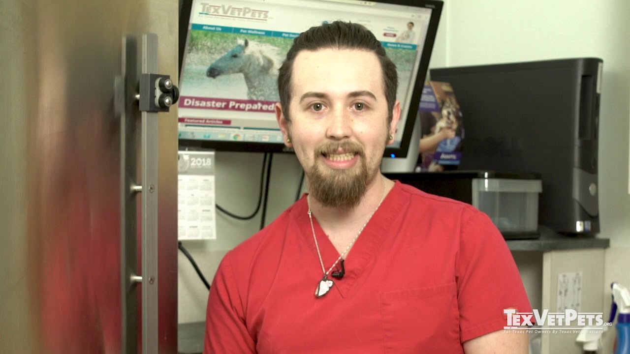 How To Bathe A Dog - YouTube