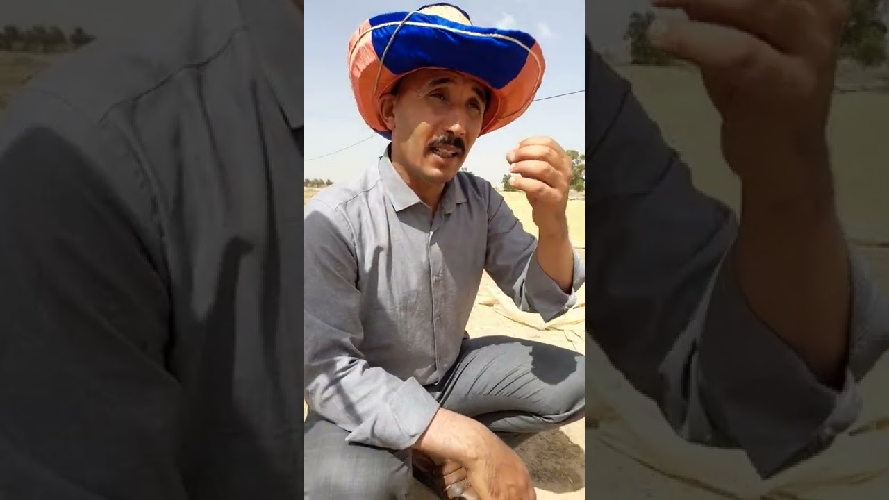 موسم الحصاد مدير تعاونية الحبوب مسيلة يقوم بتوعية احد الفلاحين من أجل دفع المحصول لتعاونية شكرا