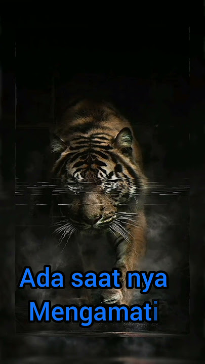 Kata kata bijak harimau Siliwangi #short